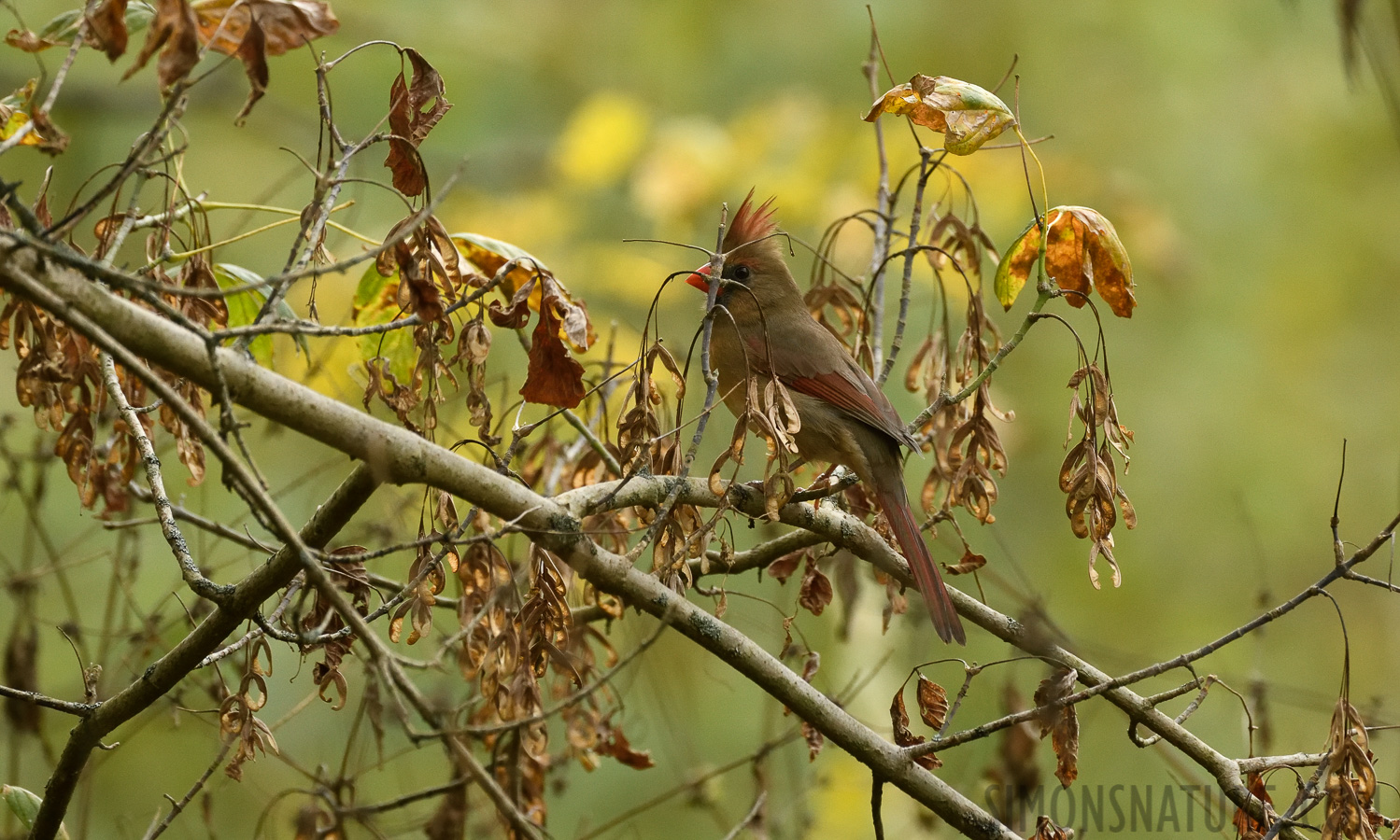 Cardinalis cardinalis cardinalis [400 mm, 1/320 sec at f / 7.1, ISO 2000]